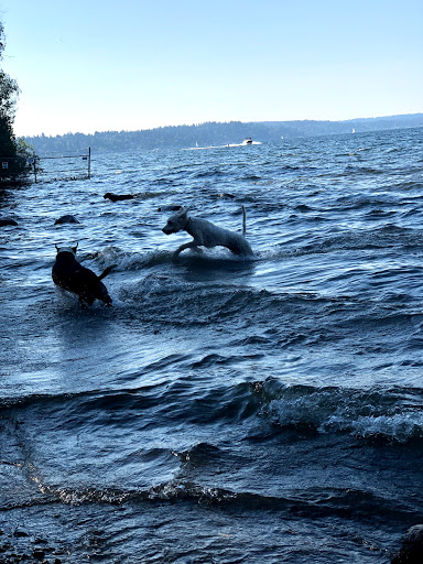 Warren G. Magnuson Off Leash Dog Beach