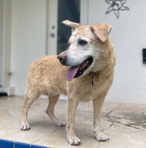 Wellness Animal Hospital - Bradenton image