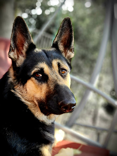 Tierarztpraxis Böhm unter Hoyerswerda, 