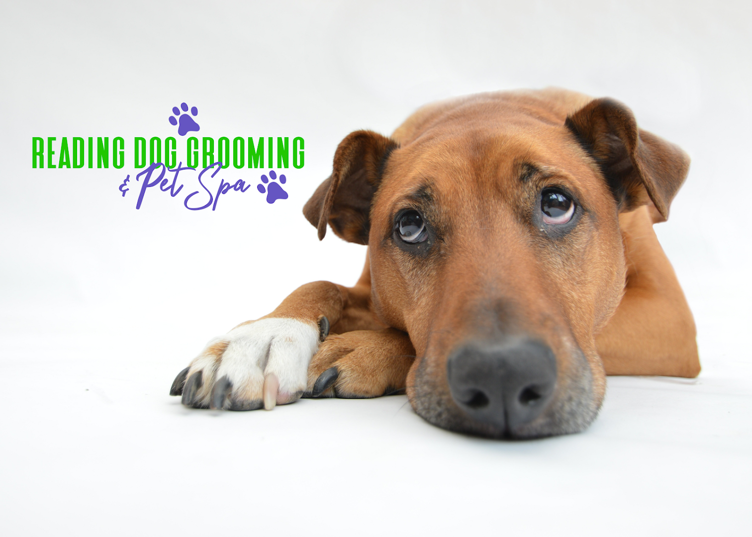 Reading Dog Grooming & Pet Spa