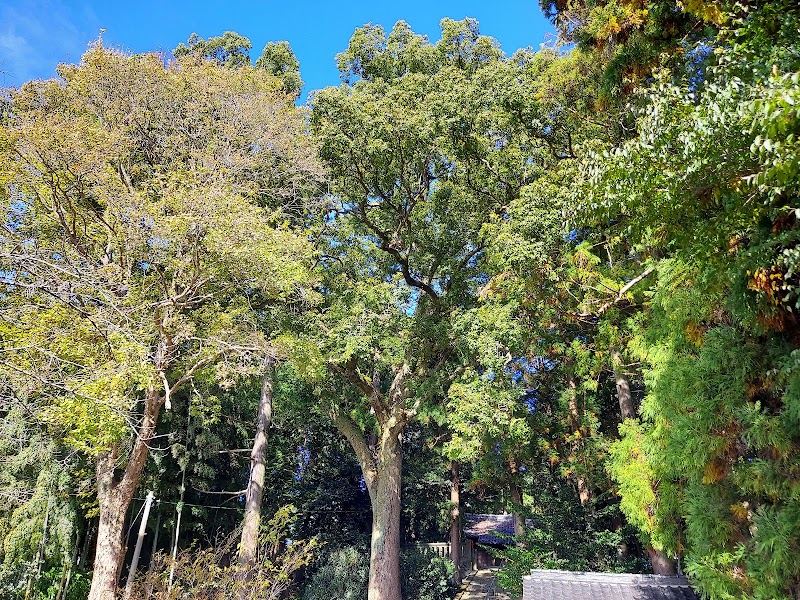 八坂神社の大クスノキ