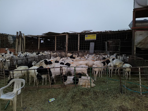 Slaughter House Khamis Mushait 