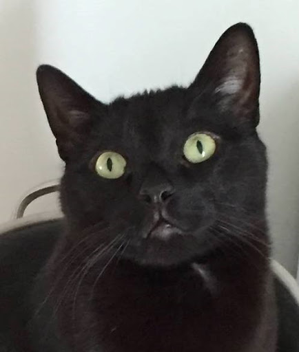 Pet Supply Store «Pet Supplies Plus», reviews and photos, 2057 S Telegraph Rd, Bloomfield Hills, MI 48302, USA