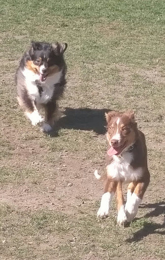 Dog Park «Portsmouth RI Dog Park», reviews and photos, 77 Bradford Ave, Portsmouth, RI 02871, USA