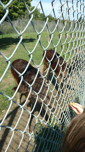 Zoo «Belle Isle Nature Center», reviews and photos, 176 Lakeside Dr, Detroit, MI 48207, USA