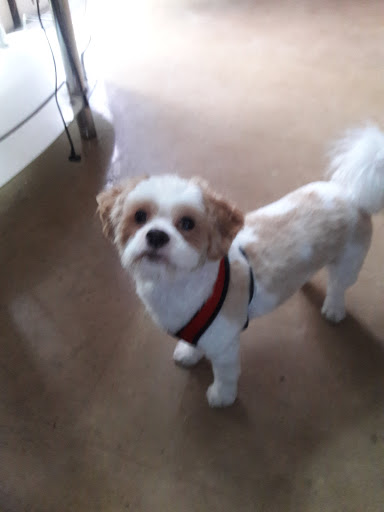 Pet Supply Store «Petco Animal Supplies», reviews and photos, 1591 Sloat Blvd, San Francisco, CA 94132, USA