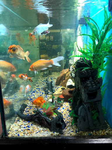 Pet Supply Store «Monster Pets», reviews and photos, 130 Black Horse Pike # 502, Audubon, NJ 08106, USA