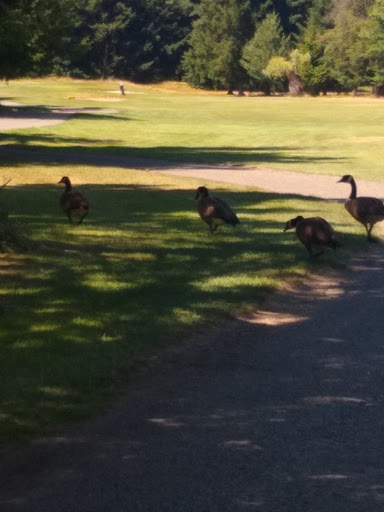 Public Golf Course «Riverbend Golf Complex», reviews and photos, 2019 W Meeker St, Kent, WA 98032, USA