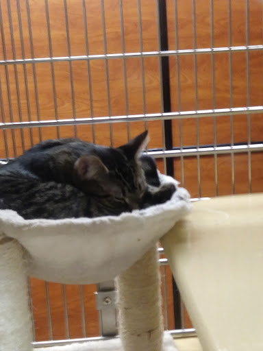 Pet Supply Store «PetSmart», reviews and photos, 10 Hazard Ave, Enfield, CT 06082, USA