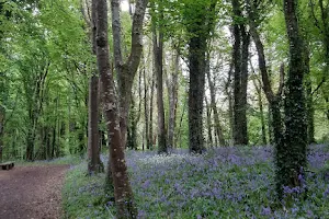 Gallivanting.ie Guided Woodland Walks & Workshops image