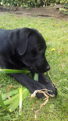 Vidéos hôtels Agriturismo La Montagnola 22075 Lurate Caccivio