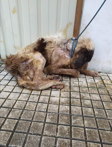 Clínica Veterinaria Sauga-alto Ason en Ramales de la Victoria