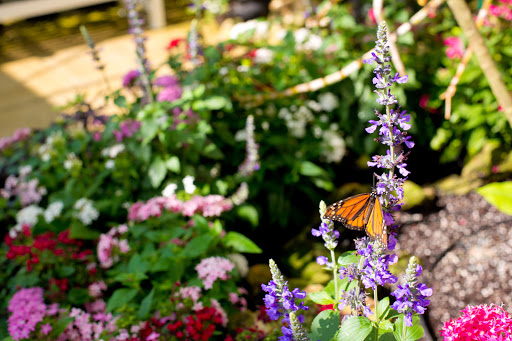 Plant Nursery «Lukas Nursery & Butterfly Encounter», reviews and photos, 1909 Slavia Rd, Oviedo, FL 32765, USA