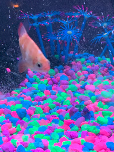 Pet Store «Southside Pet Shop», reviews and photos, 7031 Southside Dr, Louisville, KY 40214, USA