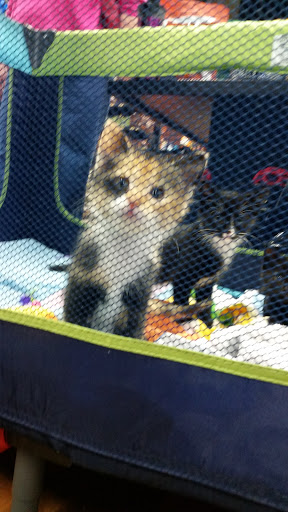 Pet Store «Pet Valu», reviews and photos, 63 Eastern Blvd N, Hagerstown, MD 21740, USA