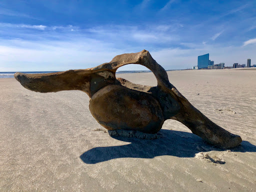 Surf Shop «Primal Surf», reviews and photos, 3106 Revere Blvd, Brigantine, NJ 08203, USA