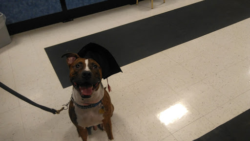 Pet Supply Store «PetSmart», reviews and photos, 7355 Market Pl Dr, Aurora, OH 44202, USA