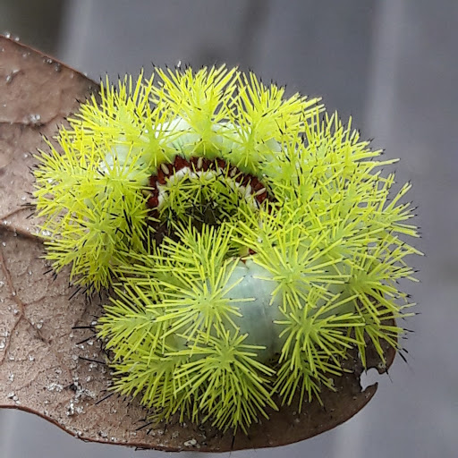 Park «Buckingham Community Center», reviews and photos, 4940 Buckingham Rd, Fort Myers, FL 33905, USA