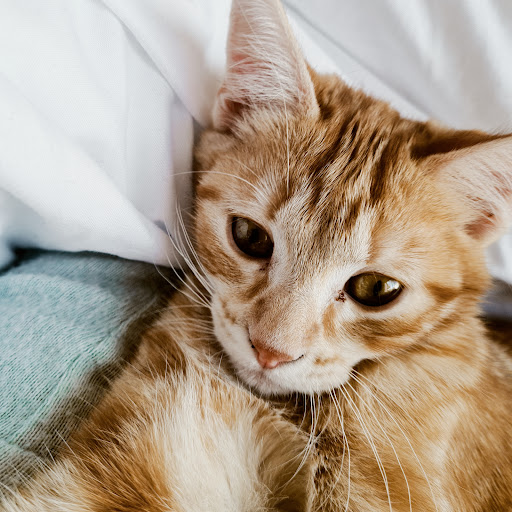 Clínica Veterinaria Dogos en Ciempozuelos