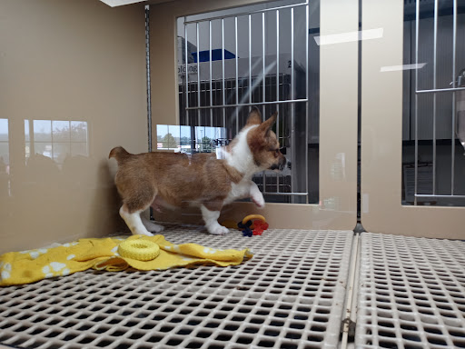 Pet Store «Petland», reviews and photos, 5470 Dixie Hwy, Fairfield, OH 45014, USA