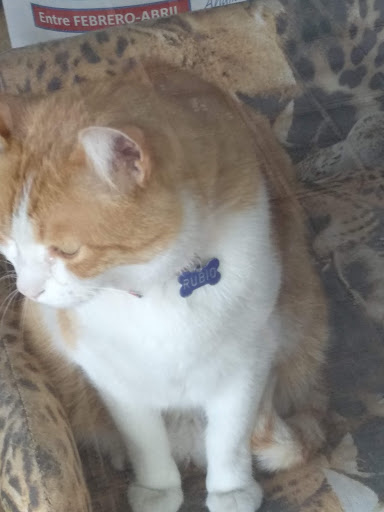 Veterinaria La Florida en Santa Perpètua de Mogoda