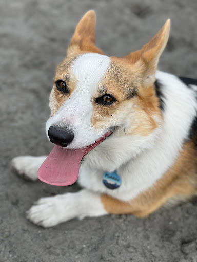 Pet Store «PetSmart», reviews and photos, 14903 4th Ave SW Ste 200, Burien, WA 98166, USA