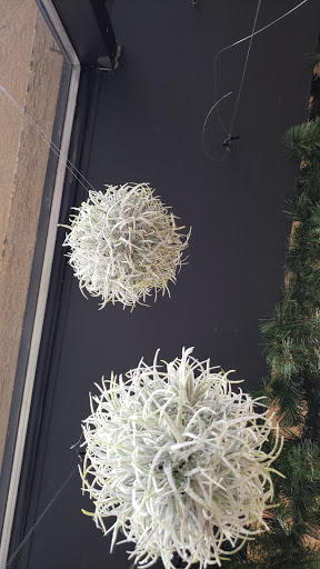 Florist «Kent Floral Co.», reviews and photos, 1109 S Water St, Kent, OH 44240, USA