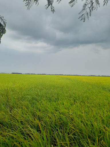 Tiến Dương