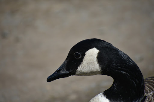 Zoo «Leesburg Animal Park», reviews and photos, 19270 James Monroe Hwy, Leesburg, VA 20175, USA