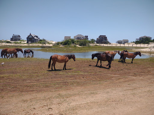 Non-Profit Organization «Corolla Wild Horse Fund», reviews and photos, 1129 Corolla Village Rd, Corolla, NC 27927, USA