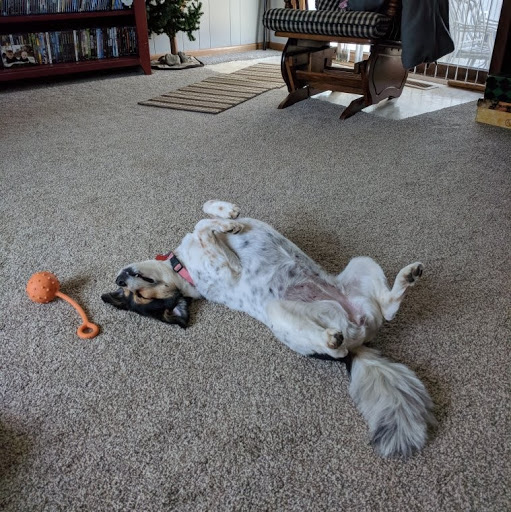 Pampered Pooch Salon & Spa