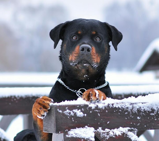 Pet Store «Feed-Rite Pet Supply», reviews and photos, 2979 Fort St, Lincoln Park, MI 48146, USA