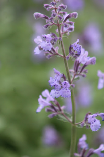 Park «Devou Park», reviews and photos, 1201 Park Dr, Covington, KY 41011, USA