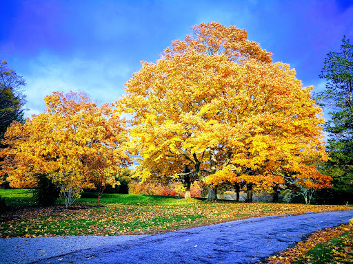 History Museum «Eustis Estate Museum and Study Center», reviews and photos, 1424 Canton Ave, Milton, MA 02186, USA