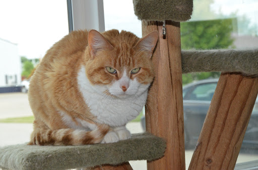 Kennel «Cedar Run Pet Boarding and Daycare», reviews and photos, 2705 Stonegate Ct, Hiawatha, IA 52233, USA