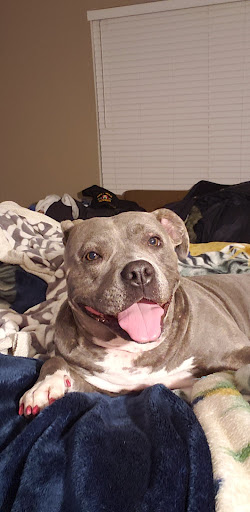 Pet Supply Store «PetSmart», reviews and photos, 6251 N Davis Hwy, Pensacola, FL 32504, USA