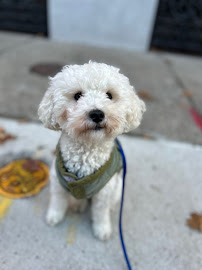 Pawfect Pets: Walking and Sitting - Photo 8 - Car repair in Philadelphia, PA, Philadelphia