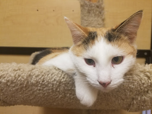 Pet Supply Store «PetSmart», reviews and photos, 3335 Cobb Pkwy NW #400, Acworth, GA 30101, USA