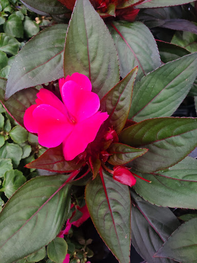 Produce Market «Produce Junction Inc», reviews and photos, 265 S Easton Rd, Glenside, PA 19038, USA