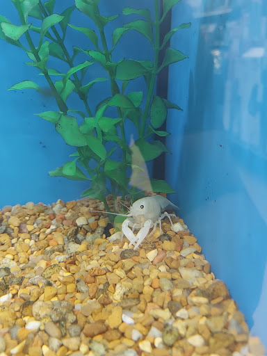 Pet Supply Store «Petco Animal Supplies», reviews and photos, 806 Sunrise Hwy, Baldwin, NY 11510, USA