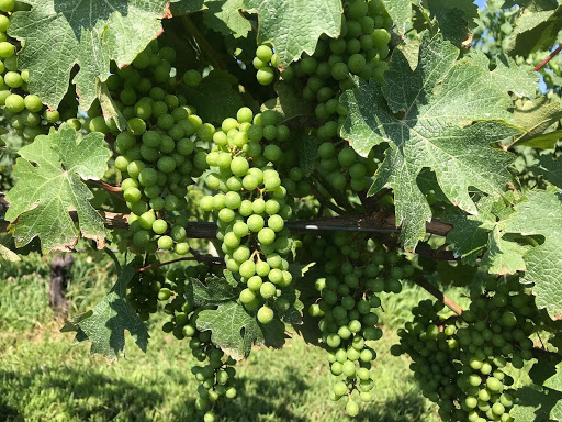 Vineyard «Baiting Hollow Farm Vineyard», reviews and photos, 2114 Sound Ave, Calverton, NY 11933, USA