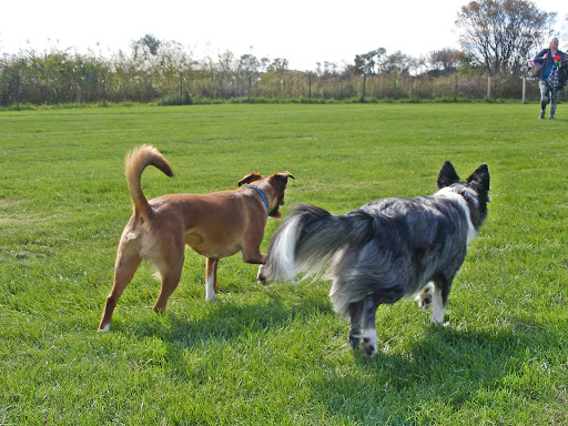 Anderson Humane - North Aurora Adoption Center