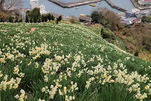 Japan daffodil come into blooms Road. image