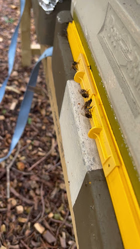 Reviews of Lakeside Bee Services- Live Honey Bee Removals in Southampton - Pest control service
