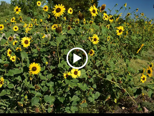 Park «Belmar Park», reviews and photos, 801 S Wadsworth Blvd, Lakewood, CO 80226, USA