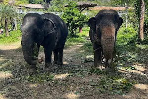 Phuket Elephant Sanctuary image