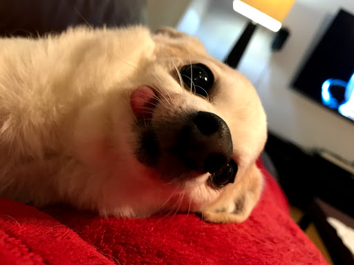 Kennel «Country Lane Pet Hotel & Pet Supplies», reviews and photos, 1075 3rd St, North Versailles, PA 15137, USA