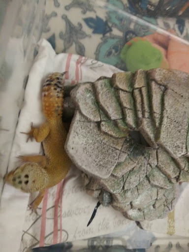 Pet Supply Store «Pets Plus», reviews and photos, 2286 Main St, Tewksbury, MA 01876, USA