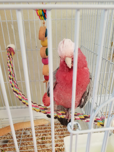 Bird Shop «BirdFarm Superstore», reviews and photos, 6360 Suncoast Parkway, Homosassa, FL 34446, USA