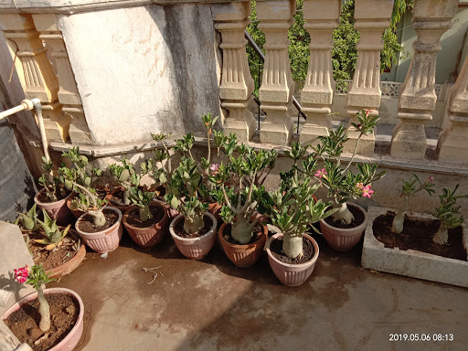 Akshar Plants & Planters - Best Adenium Plant Nursery In Jaipur